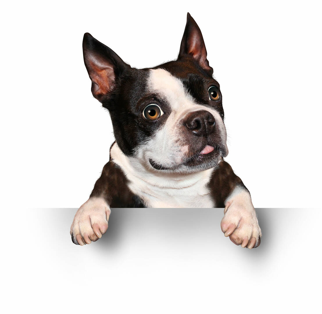 West Charleston Animal Hospital