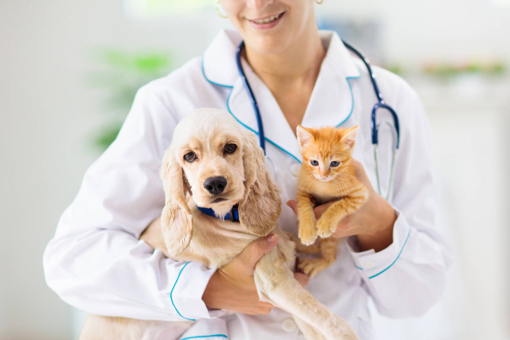 Murrells Inlet Veterinary Hospital