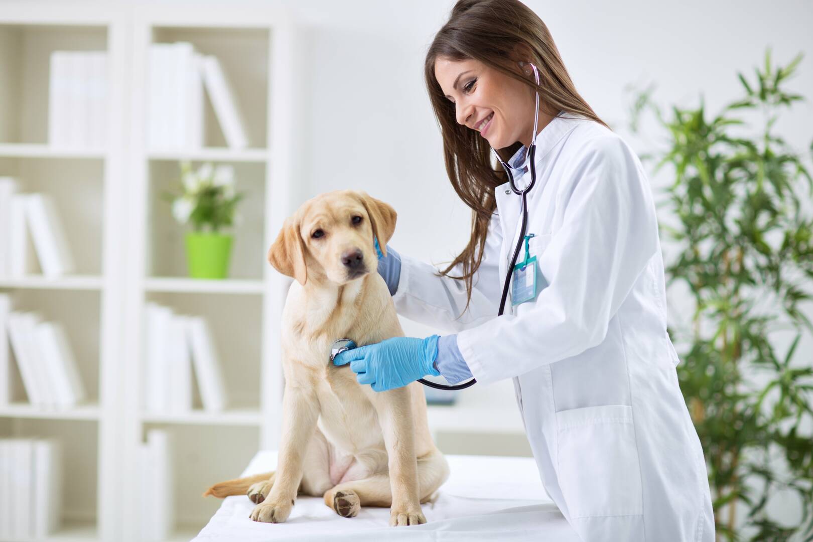 1st Pet Veterinary Centers